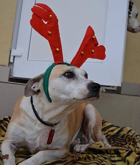 Sochi Dogs.jpg