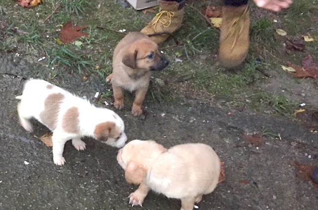 Education: Sochi Dogs believes education has the power to create change. We created a Russian website about responsible pet ownership and the importance of spaying animals. Additionally, we've run regular advertising campaigns and pitch local media outlets to help bring awareness to the issue.