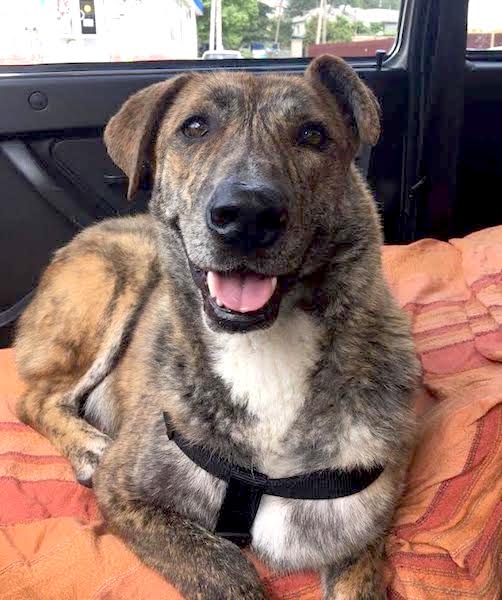 Yuri (Tigger), Montreal