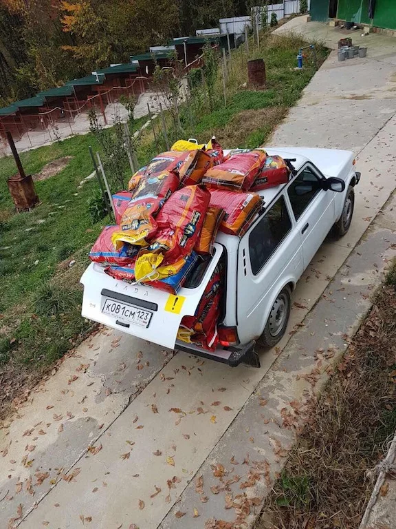 Sochi_Dogs.jpg