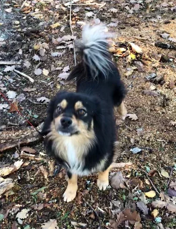 Sochi _dogs.jpg