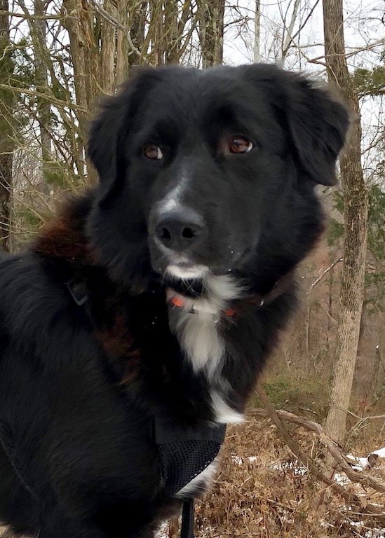 Sochi_Dogs.jpg