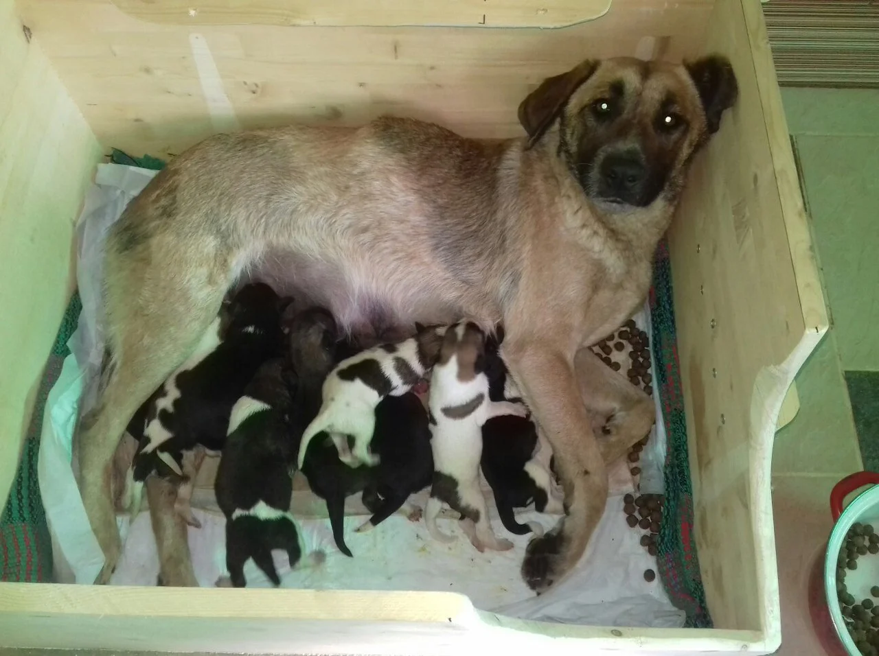 with puppies.jpg