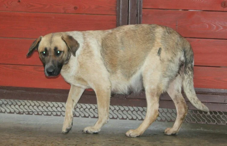 SochiDogs.jpg