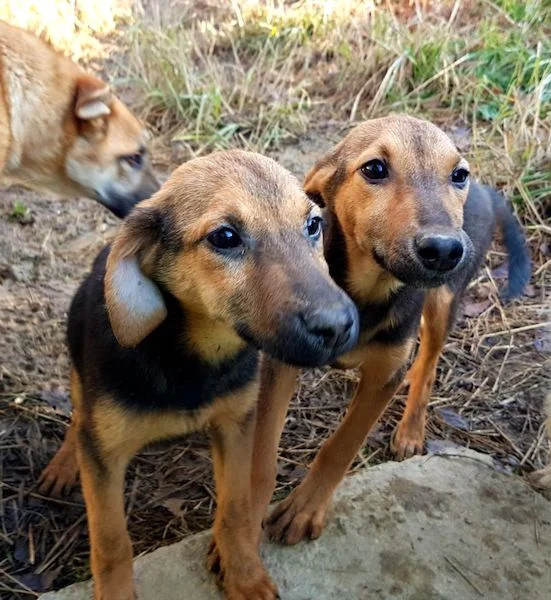 SochiDogs.jpg