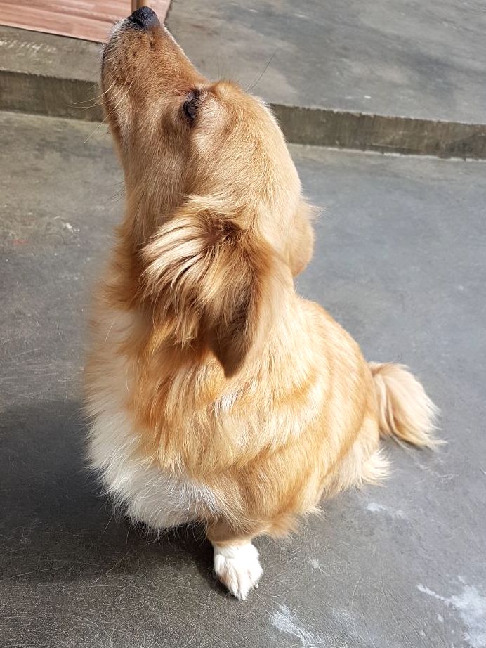 SochiDogs.jpg