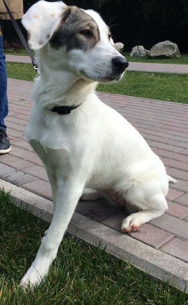 SochiDogs.jpeg