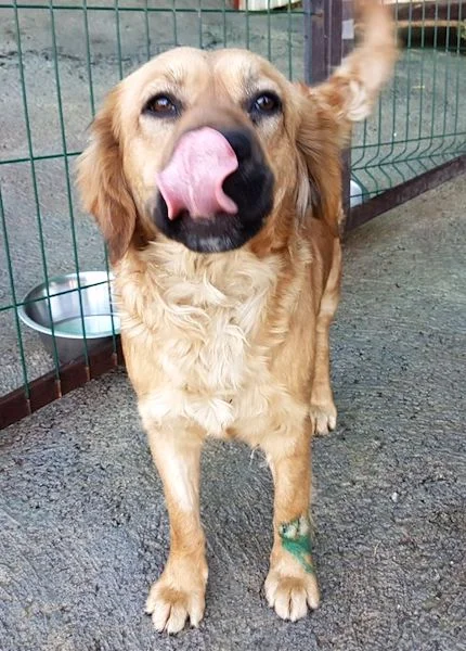 SochiDogs.jpg