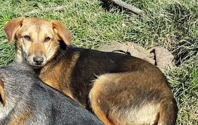 SochiDOgs.jpg