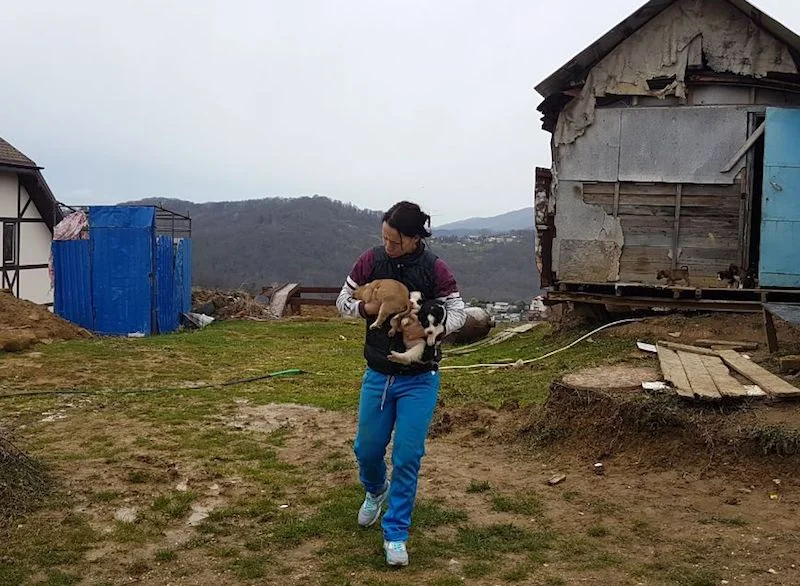 SochiDogs.jpg