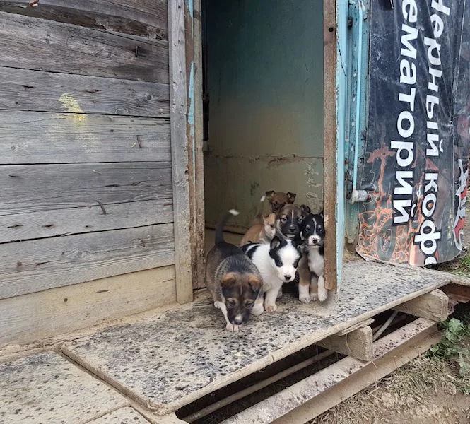 SochiDogs.jpg