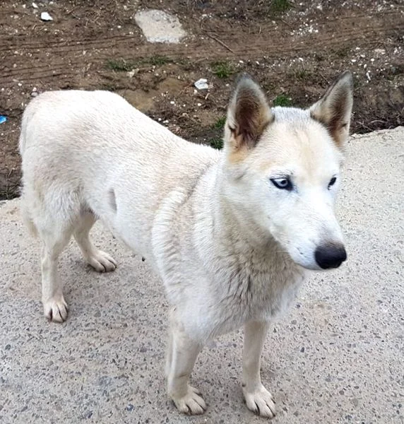 SochiDogs.jpg