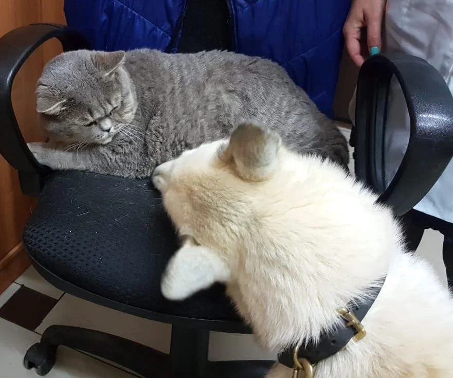 SochiDogs.jpg