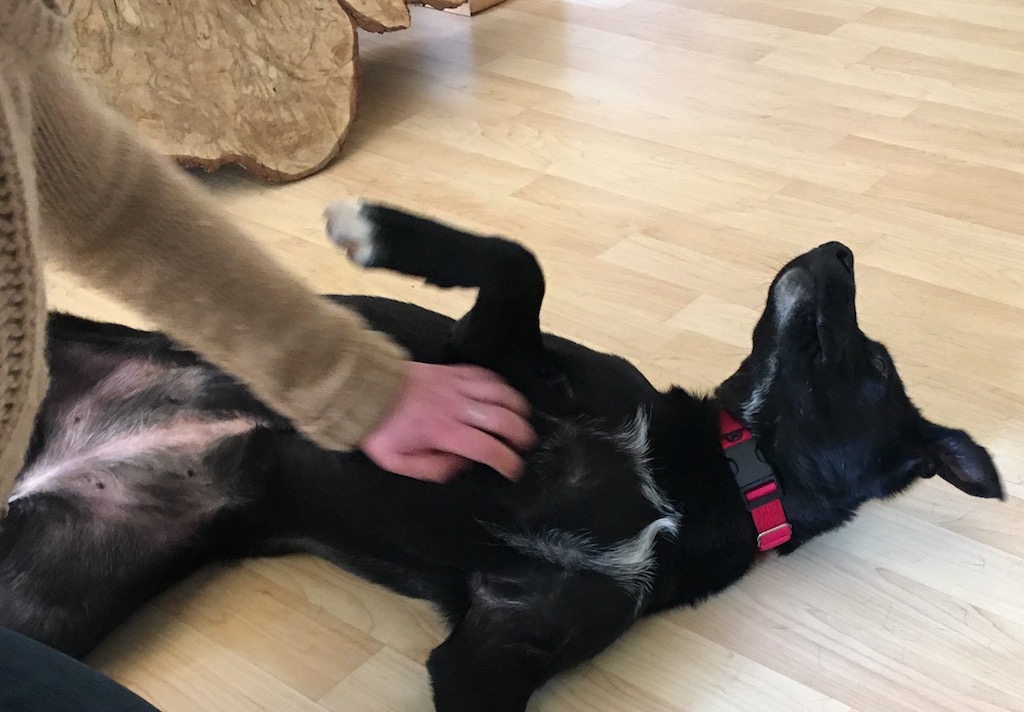 SochiDogs.jpg