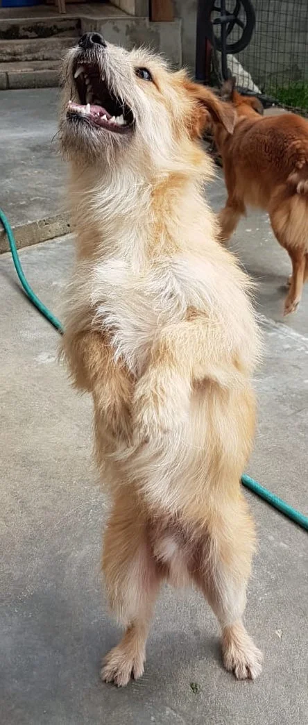SochiDogs.jpg