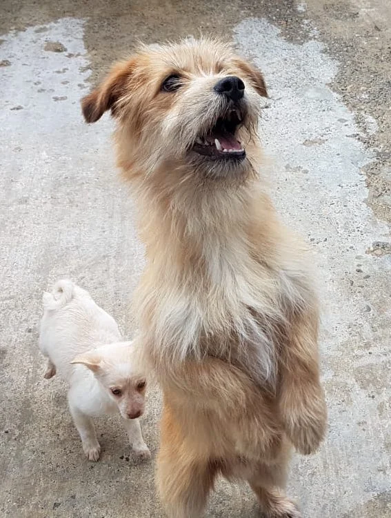 SochiDogs.jpg