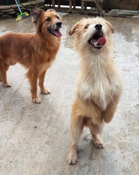 SochiDogs.jpg