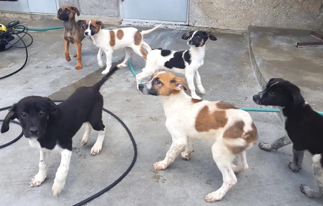 SochiDogs.jpg