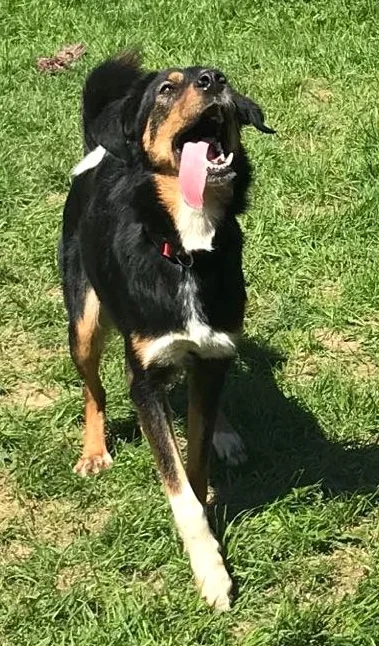 SochiDOgs.jpg