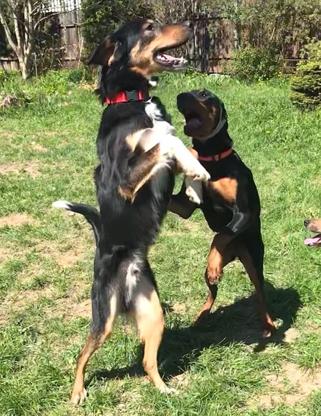 SochiDOgs.jpg