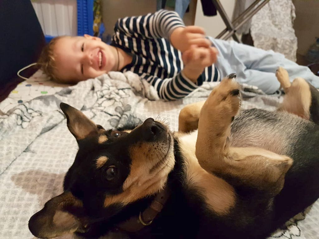 SochiDogs.jpg