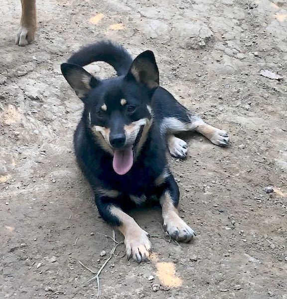 SochiDogs.jpg