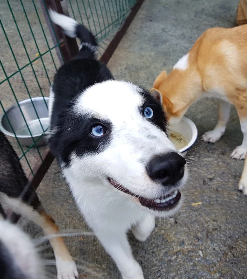 SochiDOgs.jpg
