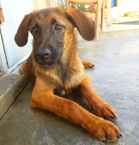 SochiDogs.jpg