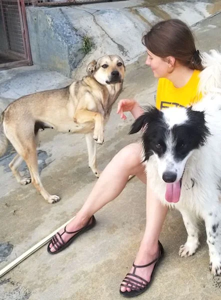 SochiDogs.jpg