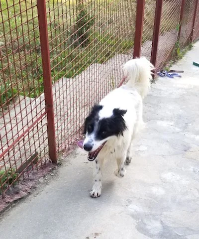 SochiDogs.jpg