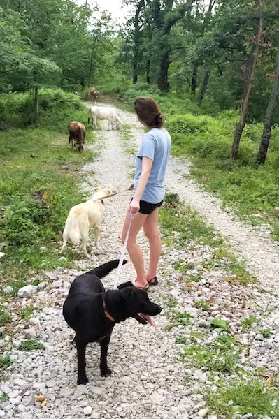 SochiDogs.jpg