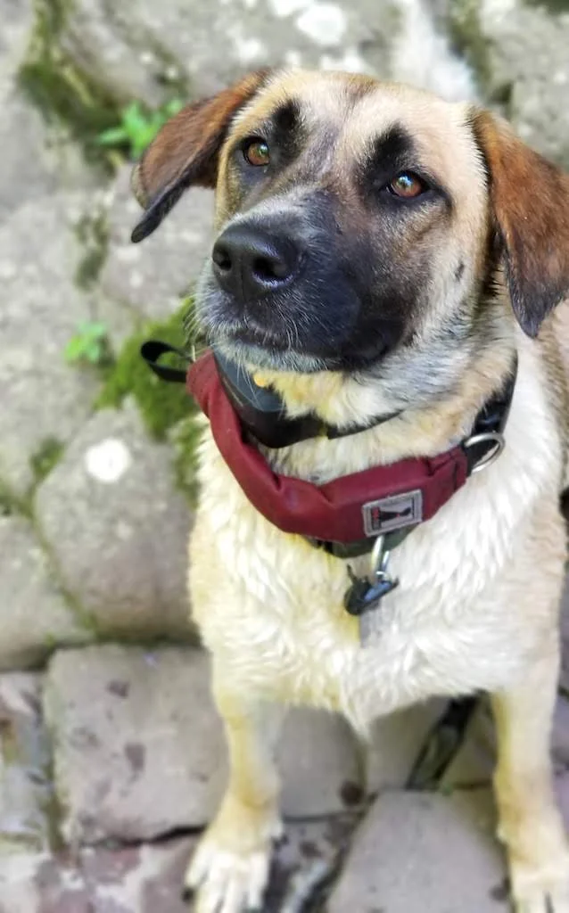 SochiDOgs.jpg