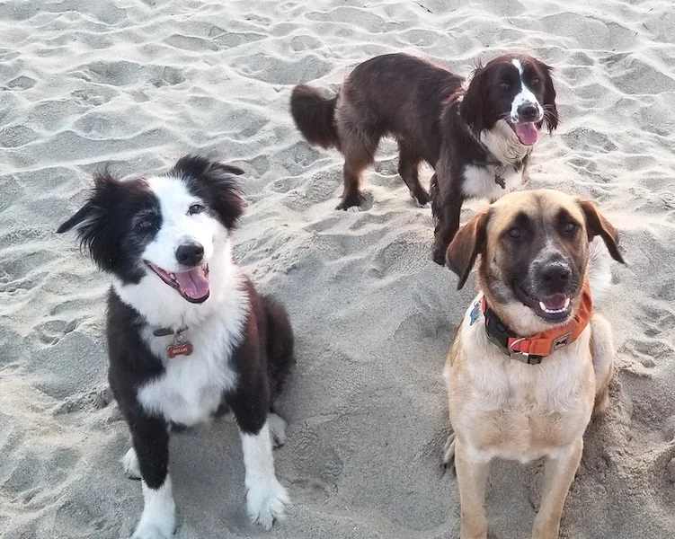 SochiDogs.jpg