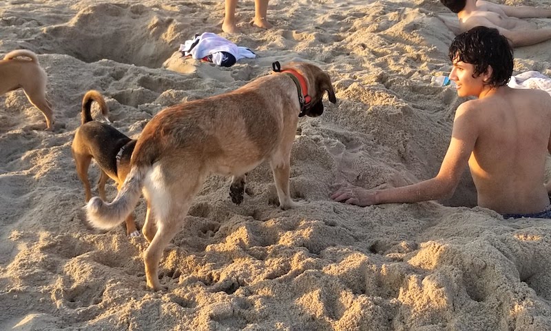 SochiDogs.jpg