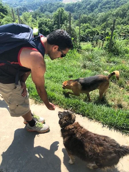 SochiDogs.jpg