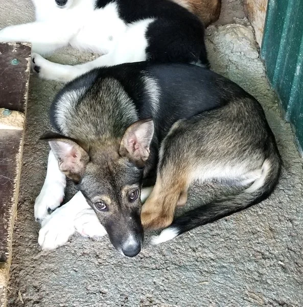 SochiDogs.jpg