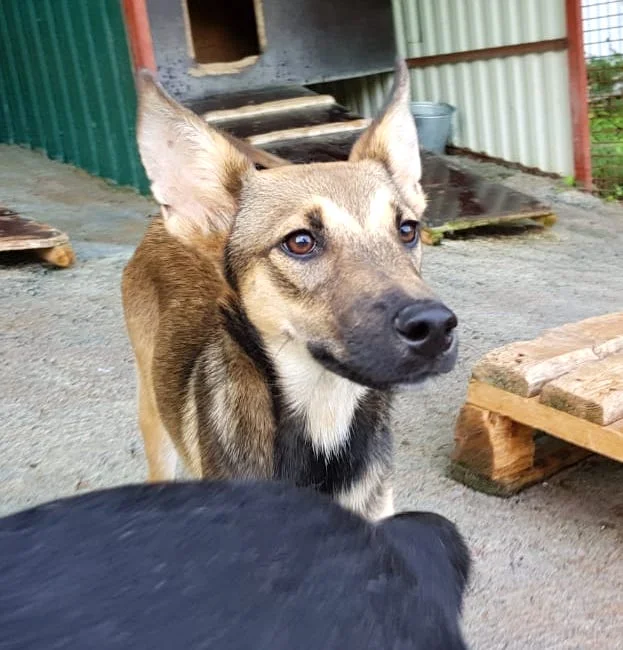 SochiDogs.jpg