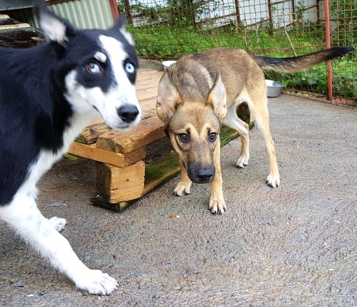 SochiDogs.jpg