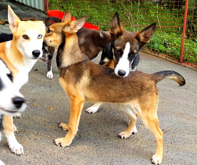 SochiDogs.jpg