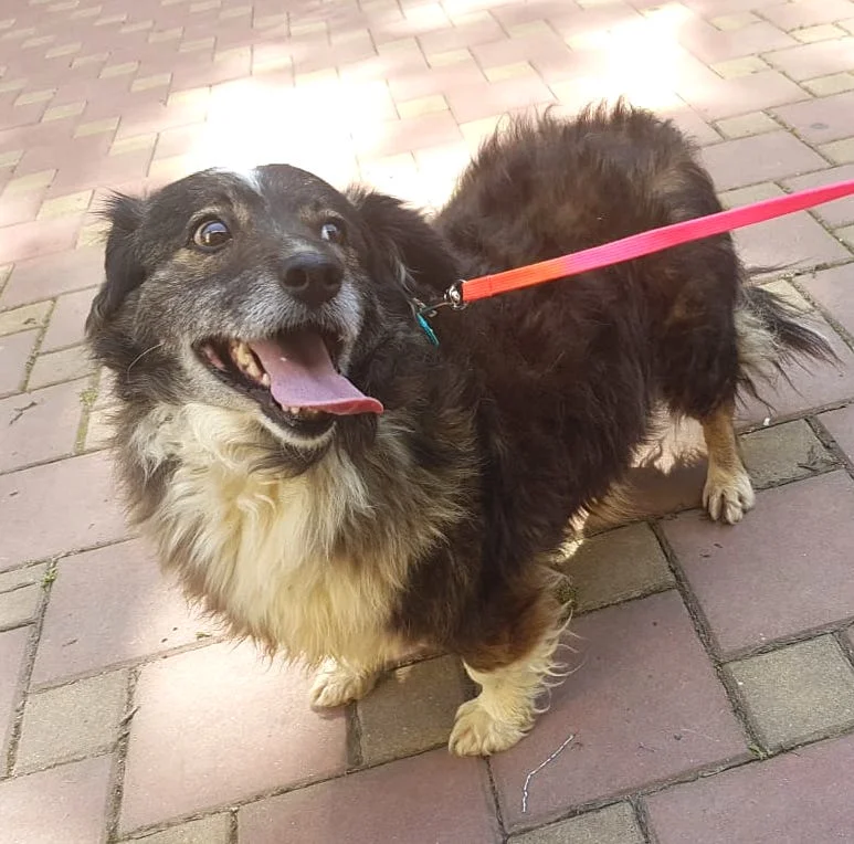 SochiDogs.jpg