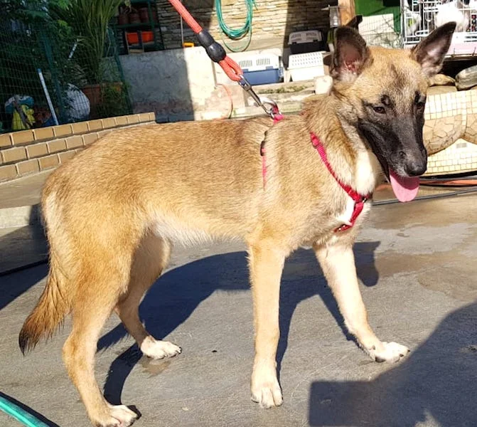 SochiDogs.jpg