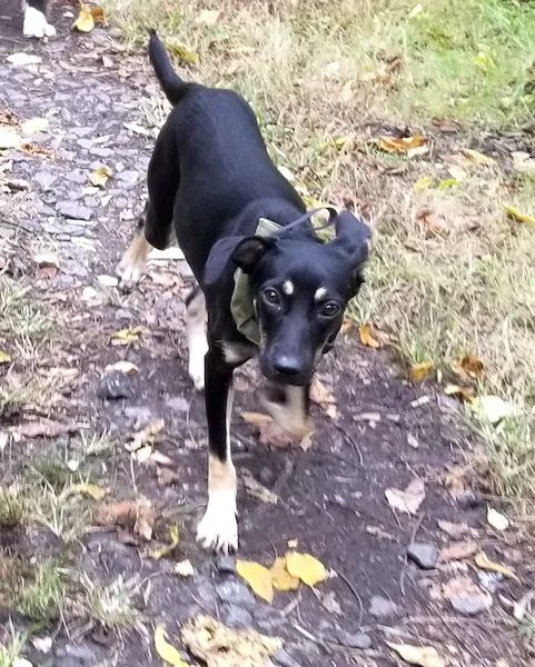 SochiDOgs.jpg