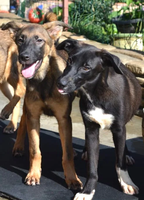 SochiDogs.jpg