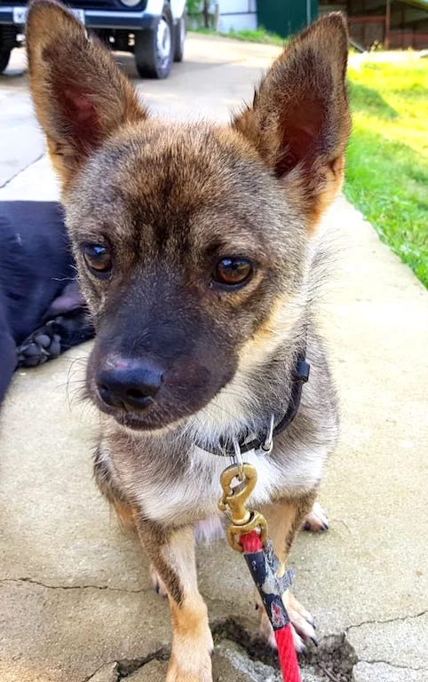 SochiDOgs.jpg
