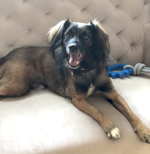 Romeo (Boris), New York