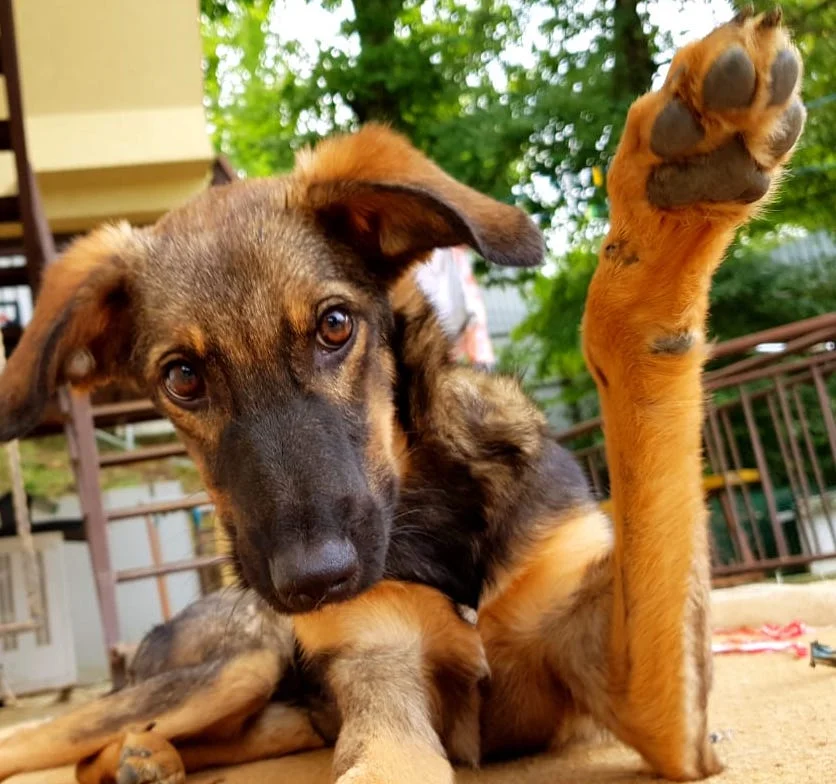 SochiDogs.jpg