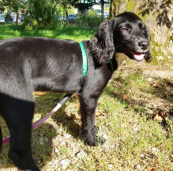 SochiDogs.jpg