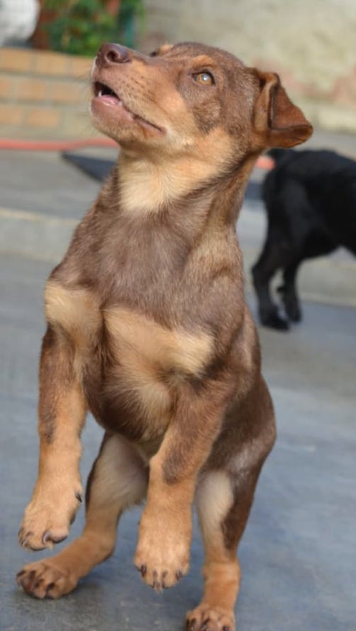 SpchiDogs.jpg