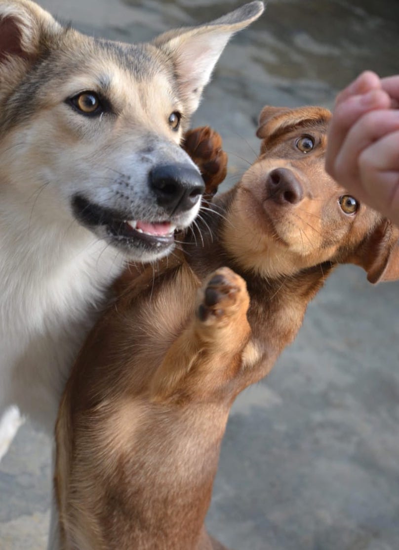 SpchiDogs.jpg