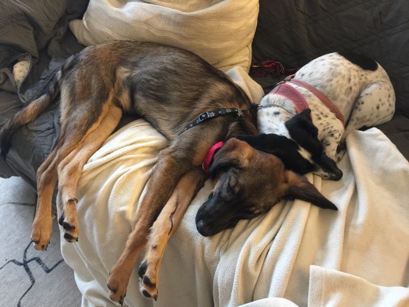 SochiDogs.jpg